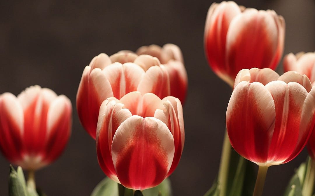 Strategies for Leaders to Flourish
